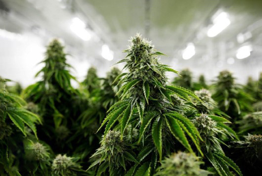 marijuana